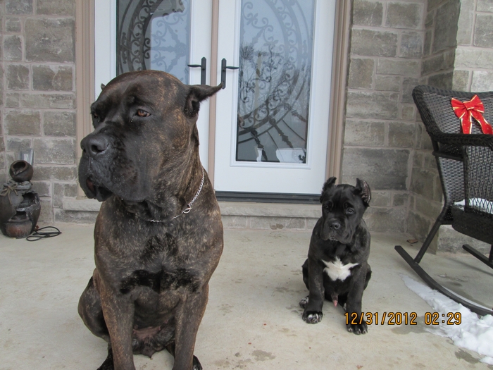 Fire and Ice Cane Corso
